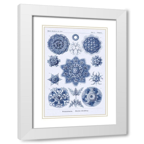 Haeckel Nature Illustrations: Siphoneae Hydrozoa - Dark Blue Tint White Modern Wood Framed Art Print with Double Matting by Haeckel, Ernst