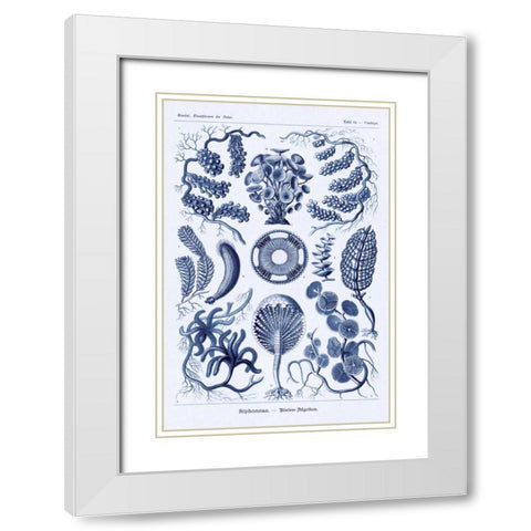 Haeckel Nature Illustrations: Siphoneae Hydrozoa - Dark Blue Tint White Modern Wood Framed Art Print with Double Matting by Haeckel, Ernst