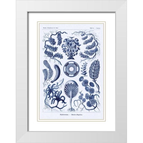 Haeckel Nature Illustrations: Siphoneae Hydrozoa - Dark Blue Tint White Modern Wood Framed Art Print with Double Matting by Haeckel, Ernst