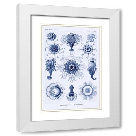 Haeckel Nature Illustrations: Siphoneae Hydrozoa - Dark Blue Tint White Modern Wood Framed Art Print with Double Matting by Haeckel, Ernst