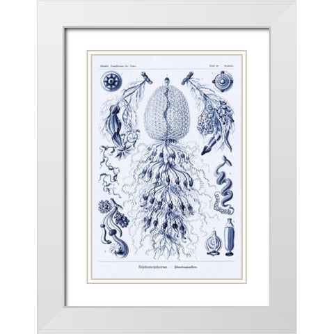 Haeckel Nature Illustrations: Siphoneae Hydrozoa - Dark Blue Tint White Modern Wood Framed Art Print with Double Matting by Haeckel, Ernst