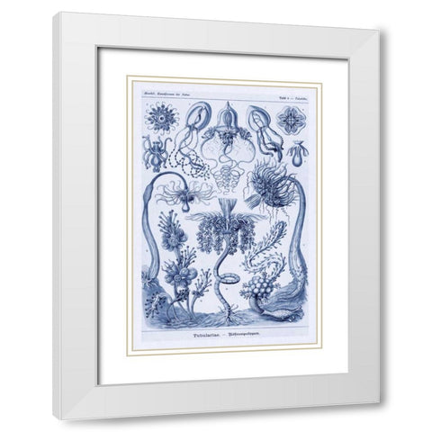 Haeckel Nature Illustrations: Cephlopods - Dark Blue Tint White Modern Wood Framed Art Print with Double Matting by Haeckel, Ernst