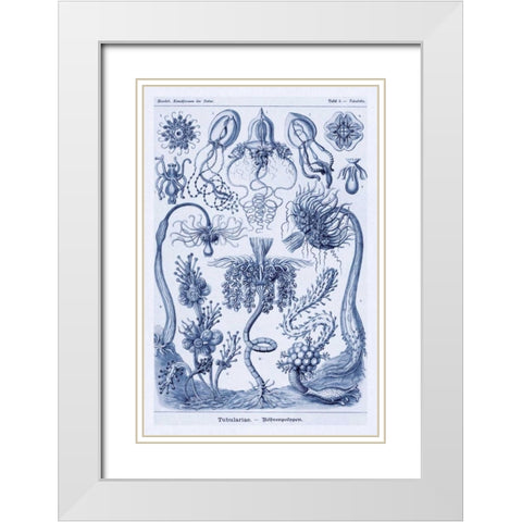 Haeckel Nature Illustrations: Cephlopods - Dark Blue Tint White Modern Wood Framed Art Print with Double Matting by Haeckel, Ernst