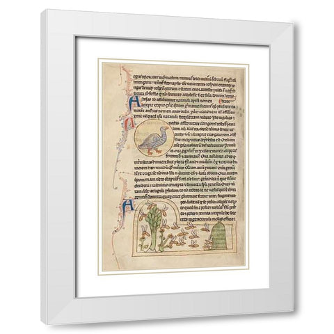 A Duck; Bees White Modern Wood Framed Art Print with Double Matting by English 13th Century