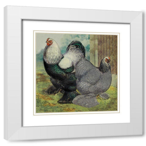 Chickens: Dark Brahmas White Modern Wood Framed Art Print with Double Matting by Wright, Lewis