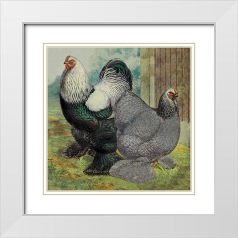 Chickens: Dark Brahmas White Modern Wood Framed Art Print with Double Matting by Wright, Lewis