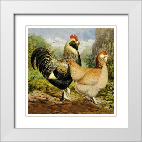 Chickens: Salmon Faverolles White Modern Wood Framed Art Print with Double Matting by Wright, Lewis