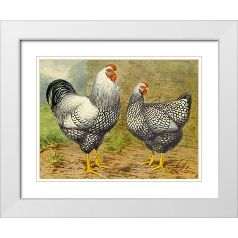 Chickens: Silver Laced Wyandottes White Modern Wood Framed Art Print with Double Matting by Wright, Lewis