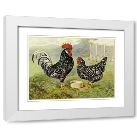 Chickens: Anconas White Modern Wood Framed Art Print with Double Matting by Wright, Lewis