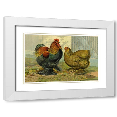 Chickens: Partridge Cochins White Modern Wood Framed Art Print with Double Matting by Wright, Lewis