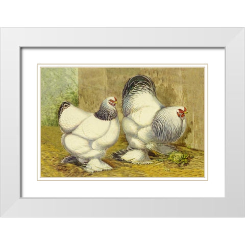 Chickens: Light Brahmas White Modern Wood Framed Art Print with Double Matting by Wright, Lewis