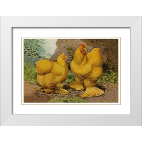 Chickens: Buff Cochins White Modern Wood Framed Art Print with Double Matting by Wright, Lewis