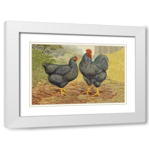 Chickens: Plymouth Rocks White Modern Wood Framed Art Print with Double Matting by Wright, Lewis