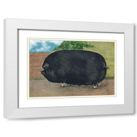 Pigs and Pork: Champion Sow White Modern Wood Framed Art Print with Double Matting by Advertisement
