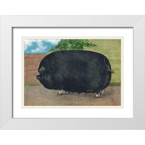 Pigs and Pork: Champion Sow White Modern Wood Framed Art Print with Double Matting by Advertisement