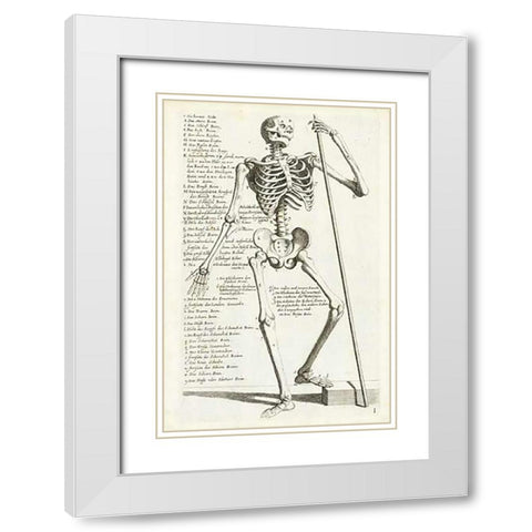 Anatomical diagram showing human skeleton, front view, with legends White Modern Wood Framed Art Print with Double Matting by Bollmann, Hieronymus