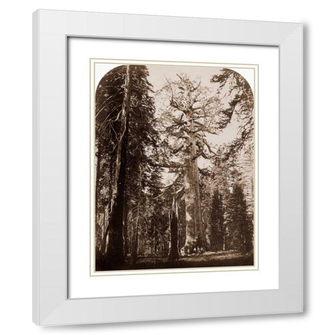 Grizzly Giant - 33 ft. diam. -  Mariposa Grove, Yosemite, California, 1861 White Modern Wood Framed Art Print with Double Matting by Watkins, Carleton