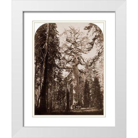 Grizzly Giant - 33 ft. diam. -  Mariposa Grove, Yosemite, California, 1861 White Modern Wood Framed Art Print with Double Matting by Watkins, Carleton