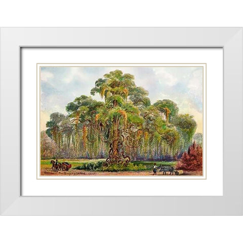Terminalia auf Java Riesenbaum mit Lianen White Modern Wood Framed Art Print with Double Matting by Haeckel, Ernst