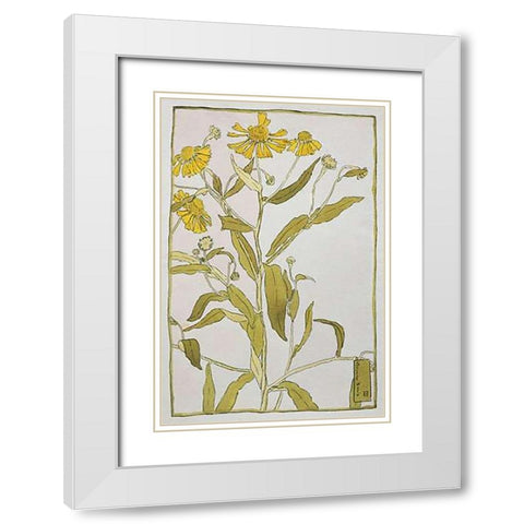 Sneeze Weed White Modern Wood Framed Art Print with Double Matting by Overbeck, Hannah Borger