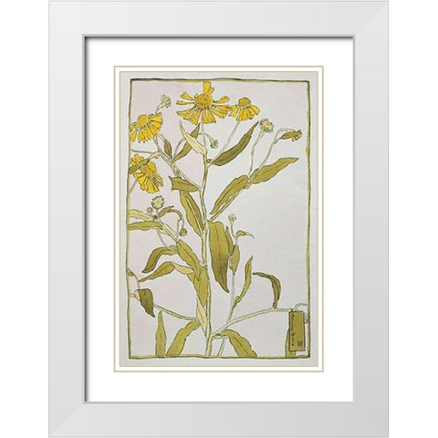 Sneeze Weed White Modern Wood Framed Art Print with Double Matting by Overbeck, Hannah Borger