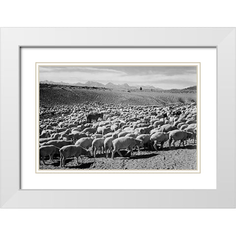 Flock in Owens Valley - National Parks and Monuments, 1941 White Modern Wood Framed Art Print with Double Matting by Adams, Ansel