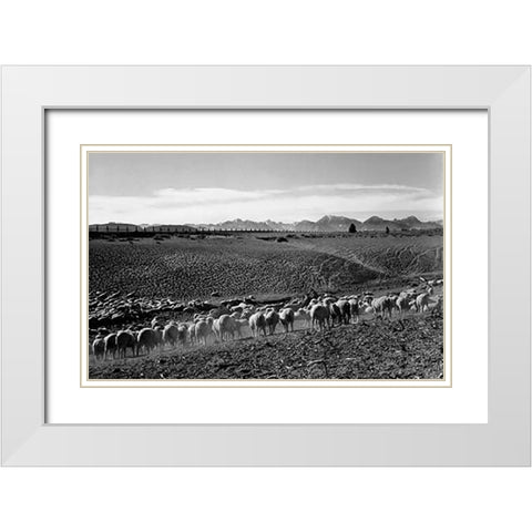 Flock in Owens Valley, California, 1941 White Modern Wood Framed Art Print with Double Matting by Adams, Ansel