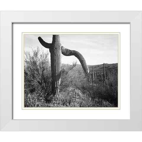 Cactus at left and surroundings, Saguaro National Monument, Arizona, ca. 1941-1942 White Modern Wood Framed Art Print with Double Matting by Adams, Ansel