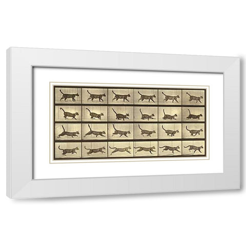 Motion Study: Running Cat White Modern Wood Framed Art Print with Double Matting by Muybridge, Eadweard