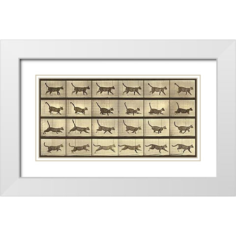 Motion Study: Running Cat White Modern Wood Framed Art Print with Double Matting by Muybridge, Eadweard
