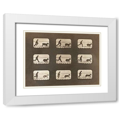 Motion Study: Man Chasing A Goat White Modern Wood Framed Art Print with Double Matting by Muybridge, Eadweard