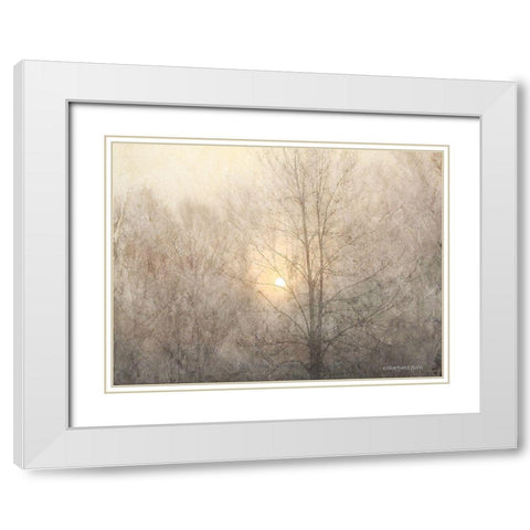 Fading Trees Sunlight White Modern Wood Framed Art Print with Double Matting by Bluebird Barn