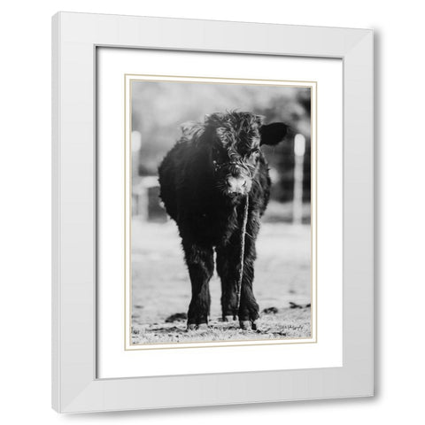 Single Cow White Modern Wood Framed Art Print with Double Matting by Diener, Dakota