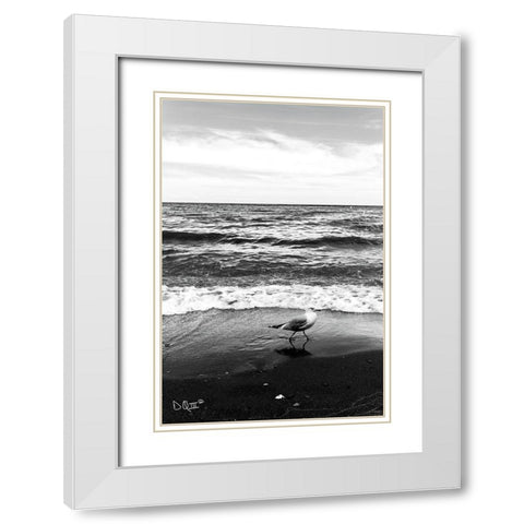 Seagull I    White Modern Wood Framed Art Print with Double Matting by Quillen, Donnie