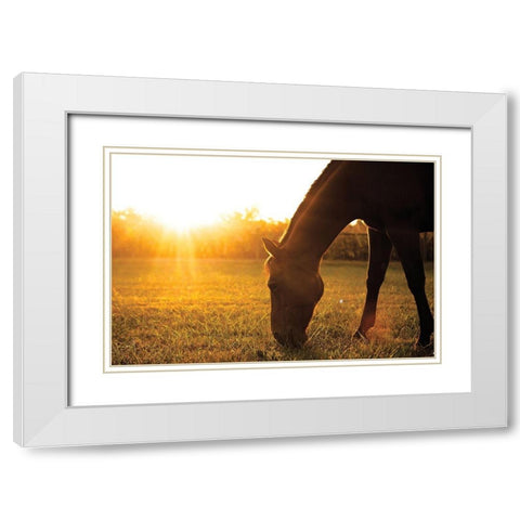Sunset Grazing I White Modern Wood Framed Art Print with Double Matting by Quillen, Donnie