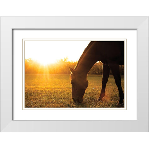 Sunset Grazing I White Modern Wood Framed Art Print with Double Matting by Quillen, Donnie