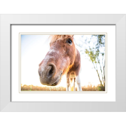 Hi Horse White Modern Wood Framed Art Print with Double Matting by Quillen, Donnie