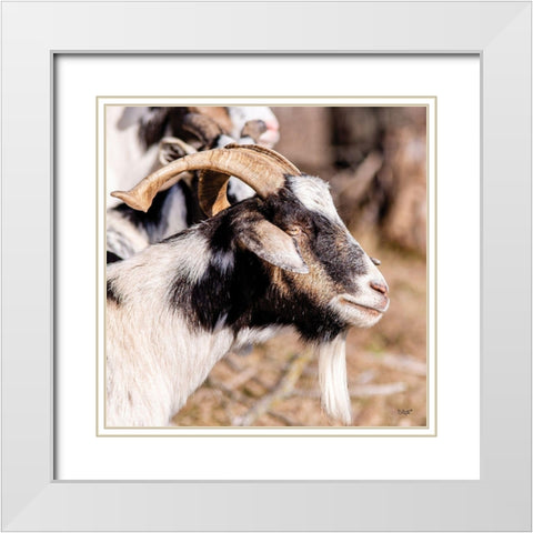Bearded Side Goat White Modern Wood Framed Art Print with Double Matting by Quillen, Donnie