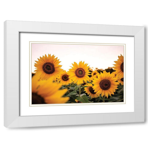 Sunflower Field White Modern Wood Framed Art Print with Double Matting by Quillen, Donnie