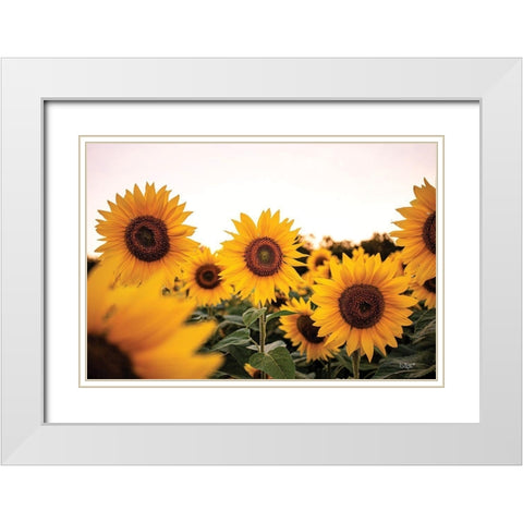 Sunflower Field White Modern Wood Framed Art Print with Double Matting by Quillen, Donnie