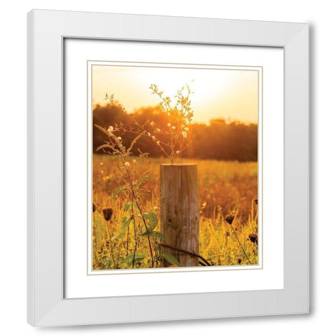 Post White Modern Wood Framed Art Print with Double Matting by Quillen, Donnie