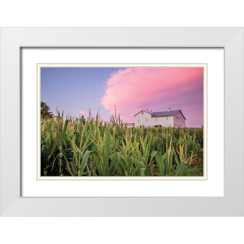 Corn Crop White Modern Wood Framed Art Print with Double Matting by Quillen, Donnie