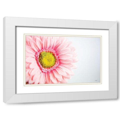 Daisy Close-up White Modern Wood Framed Art Print with Double Matting by Quillen, Donnie