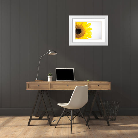 Sunflower Close-up White Modern Wood Framed Art Print with Double Matting by Quillen, Donnie