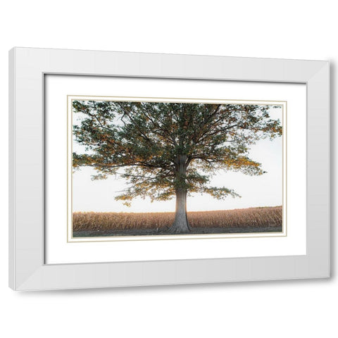 Cornfield at Sunset White Modern Wood Framed Art Print with Double Matting by Quillen, Donnie