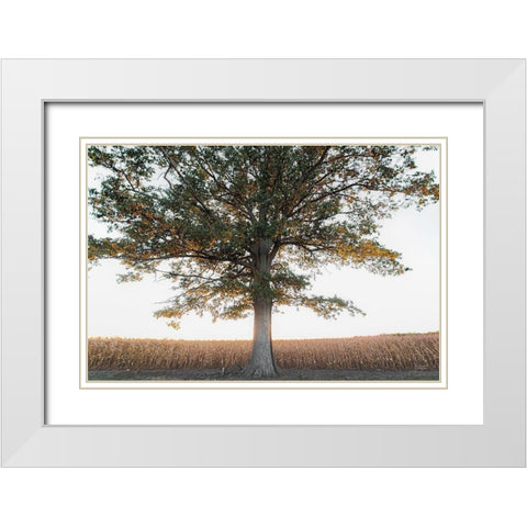 Cornfield at Sunset White Modern Wood Framed Art Print with Double Matting by Quillen, Donnie