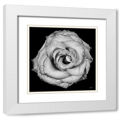 A Love Lost White Modern Wood Framed Art Print with Double Matting by Quillen, Donnie
