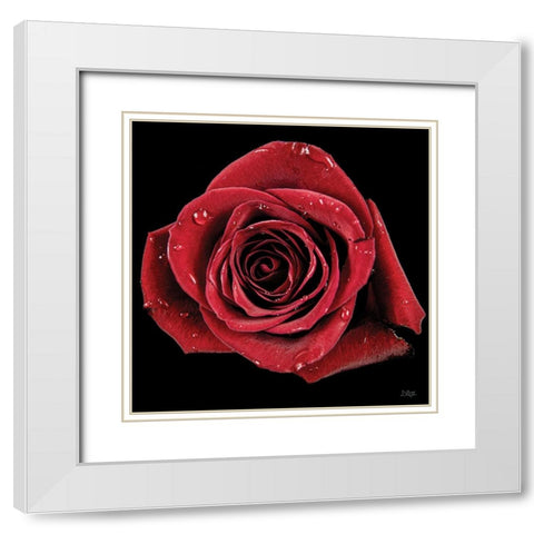 Broken Heart Rose White Modern Wood Framed Art Print with Double Matting by Quillen, Donnie