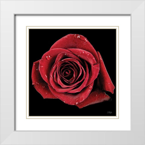 Broken Heart Rose White Modern Wood Framed Art Print with Double Matting by Quillen, Donnie