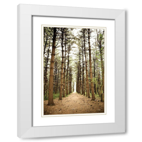 In the Pines I White Modern Wood Framed Art Print with Double Matting by Quillen, Donnie